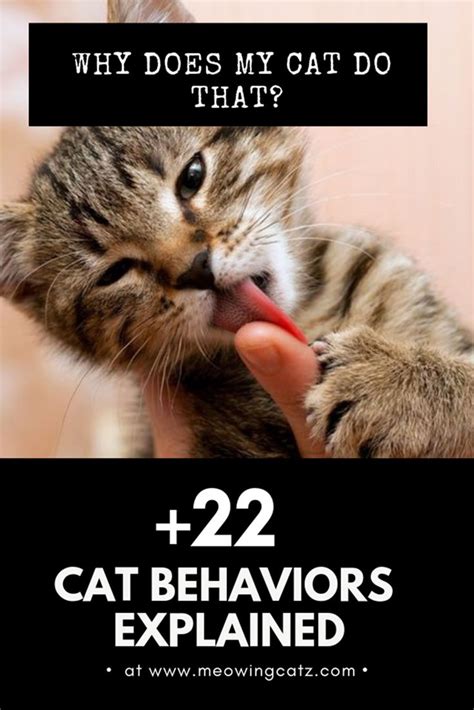 20 Cat Behaviors Explained In 2020 With Images Cat Behavior Cat Behavior Facts Cat