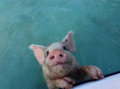 Swimming Pigs At Staniel Cay Great Exuma Bahamas Photo By Tracy