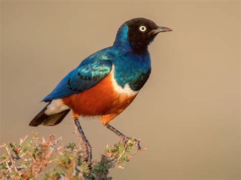 Look At The Beautiful Kenyan Birds And Discover Their Beauty
