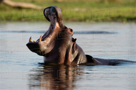 Hippopotamus Hippopotamus Amphibius With Open Mouth In River Khwai