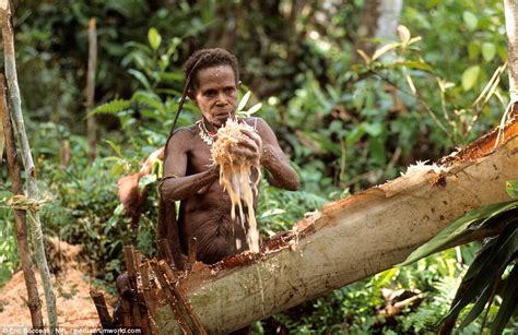 The Korowai Tribe Who Live In Tree Houses In Indonesia Daily Mail Online