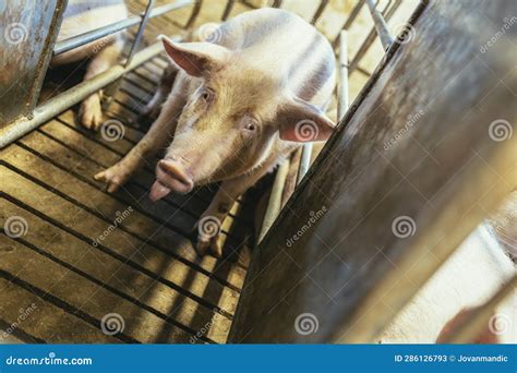 Fattening Pigs On A Large Commercial Breeding Pig Stock Image Image
