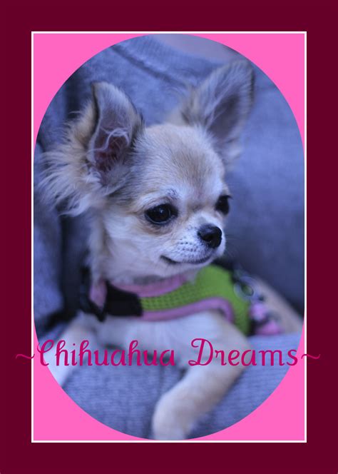There are many theories surrounding the chihuahua's beginning. Chihuahua Puppies for sale, teacup chihuahua puppies for ...