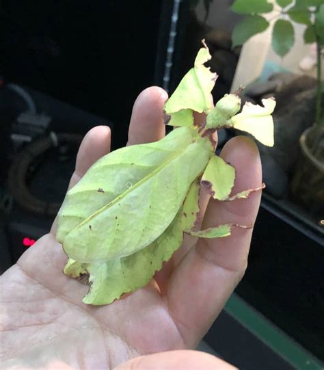 These Giant Leaf Insects Will Sway Your Heart Kqed