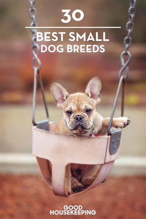 35 Best Small Dog Breeds List Of Top Small Dogs With Pictures