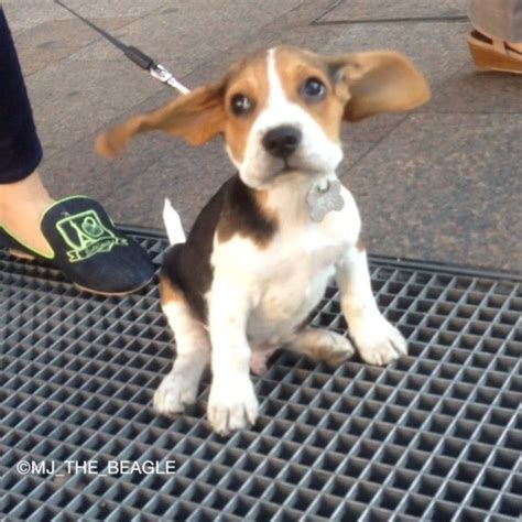 Remember that puppies require a special application fee before we can accept your application. Beagle Puppies Austin Texas | Beagle Puppy