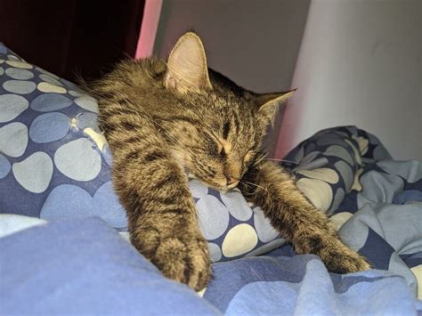 This means that having a friend or neighbor take care of your feline companion while you are away is not always an option. PETA Fieldworkers Accomplished All This in April Alone! | PETA