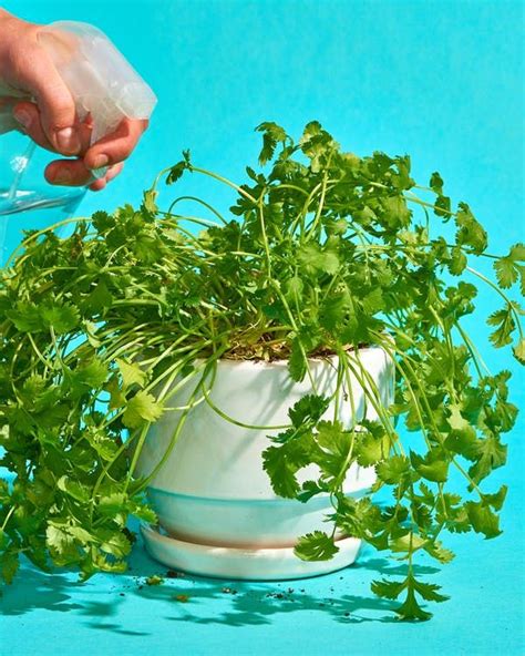 The Dos And Donts Of Growing Cilantro Cilantro Plant Growing