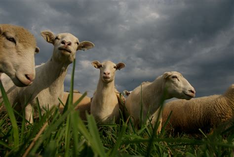 Edwin Remsberg Photographs Sheep Grazing