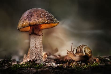 Macro Snail Mushroom Hdr Wallpapers Hd Desktop And Mobile Backgrounds