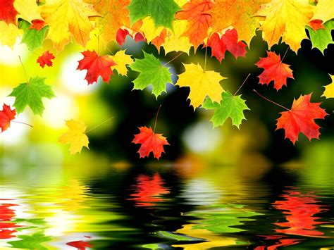 Assorted Color Maple Leaf Lot Leaves Digital Art Fall Water Hd