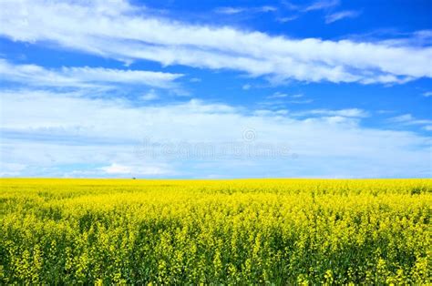 Yellow Canola Fields Under Blue Skies During Summer Alberta Canada