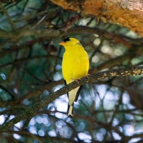 10 Easy Ways To Attract Colorful Songbirds To Your Garden American