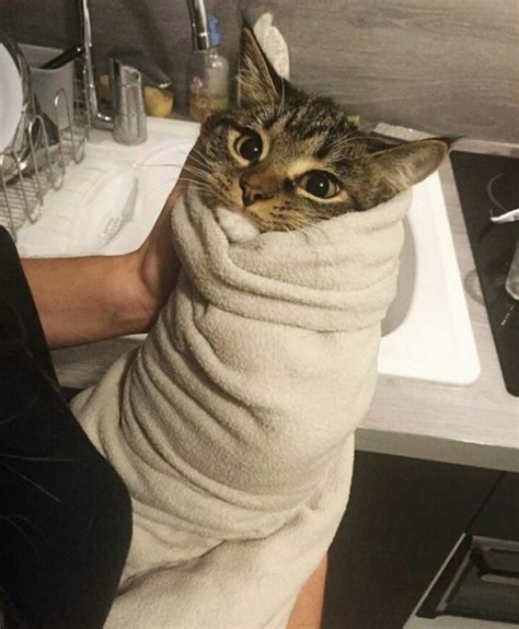 Cat Burritos 20 Pics