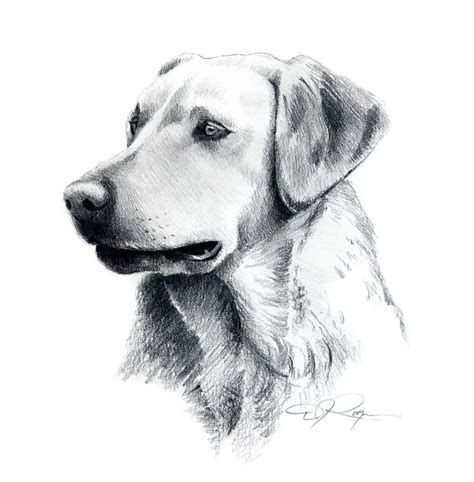 Labrador Retriever Dog Pencil Drawing Art Print Signed By