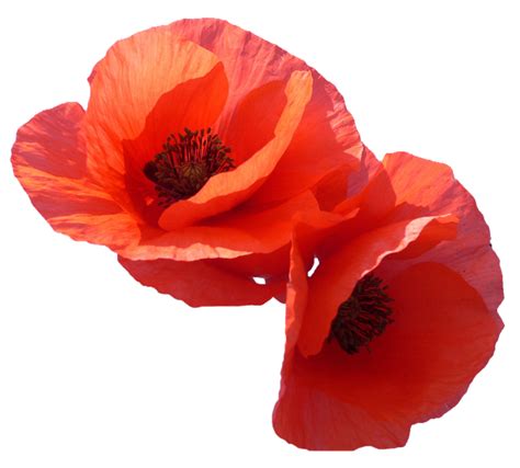 Poppy Flowers Png Transparent Image Download Size 800x721px