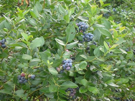 ‘pearl Southern Highbush Blueberry In Hortscience Volume 48 Issue 1