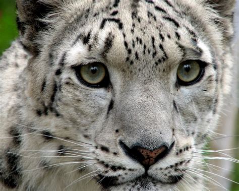 Working with Local People Pays off for Snow Leopard Conservationists - The Jaguar