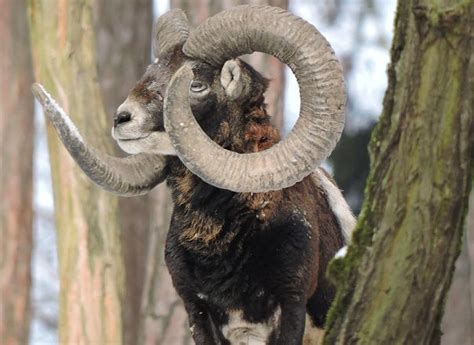 Record Mouflon Czech Republic St Hubertus Hunting Tours To Your