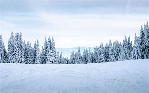 Download Wallpaper 2560x1600 Snow Winter Trees Winter Landscape Snowy Widescreen 1610 Hd