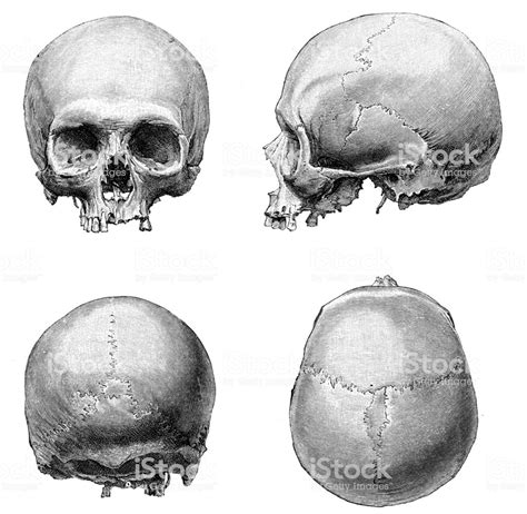 Human Skull Anatomy Illustration 1894 Stock Illustration
