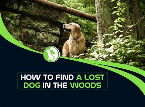 How Do I Find My Lost Dog In The Forest