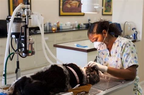 Who has the cheapest pet insurance? Pet Health Insurance | Pet health insurance, Dental ...