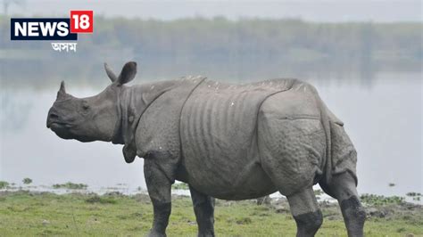 Rs 5 Lakh Reward Announced For Poachers Involved In Killing Rhinos In