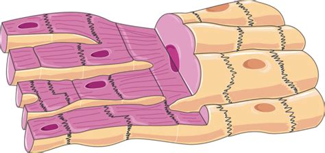 Eficaz en la miocarditis que acompaña a las enfermedades sistémicas, sarcoidosis y en miocarditis de. ¿Qué es una miocarditis? ¿Puede tener complicaciones graves?