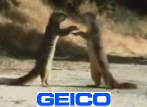 Geico has created a wonderful name for itself with more than 20 years of adverts that would forever last in our memories. Life Imitates TV - Squirrel Causes Wreck | Monticello Live