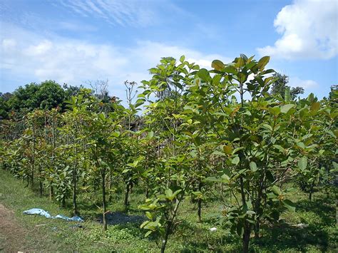 What does ketum mean in english? bunga-bunga syurga: POKOK KETUM
