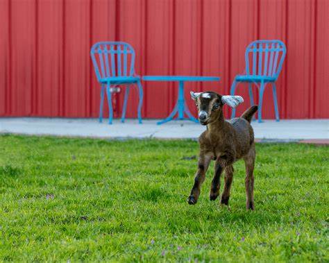 Photos Of Newborn Baby Goats Popsugar Pets Photo 8