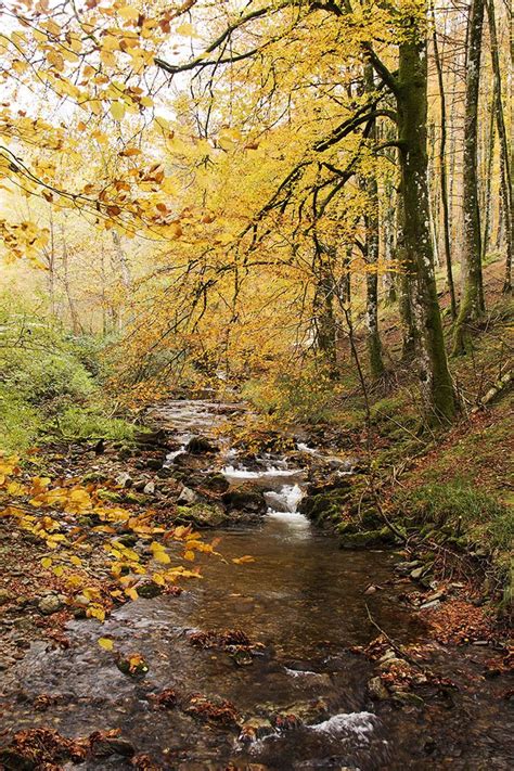 A Stream Running Through A Forest Filled With Lots Of Trees Covered In