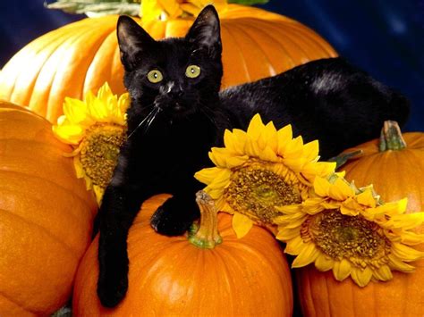 G Jdn Halloween Cat Abyssinian Cats Cat Wallpaper Halloween Cat