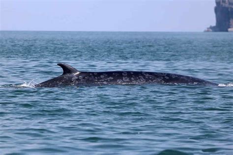 Brydes Whale Sighted In Gulf Of Thailand