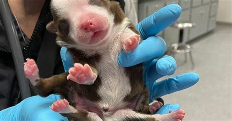 Miracle Puppy With Two Tails And Six Legs Born During Record Breaking