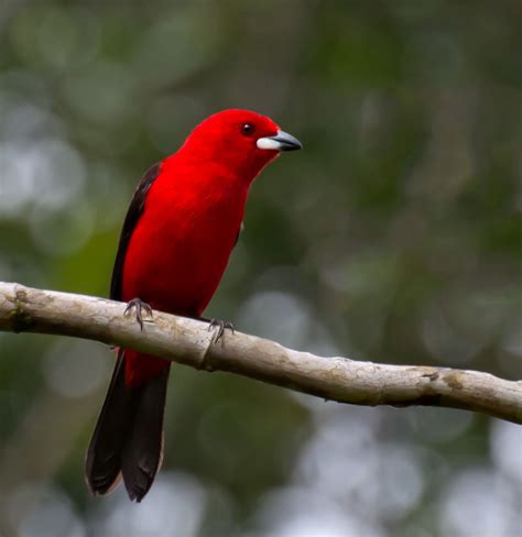 Brazilian Tanager Ramphocelus Bresilius Beautiful Birds Names Of