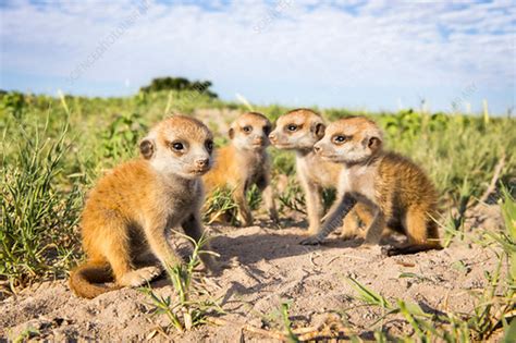 Meerkat Babies Makgadikgadi Pans Botswana Stock Image C0421492
