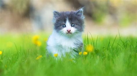 Download Cute Cat In Grass Wallpaper