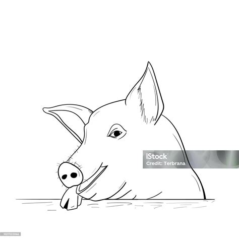 Sketsa Babi Ilustrasi Stok Unduh Gambar Sekarang Anak Babi Babi
