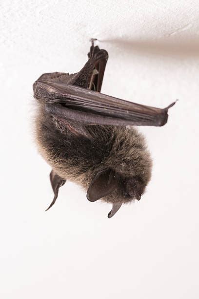 Bat Droppings Stock Photos Pictures And Royalty Free Images Istock