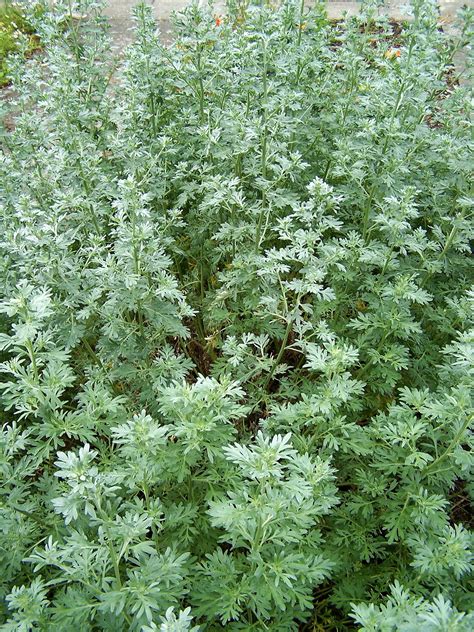 Artemisia Absinthium Wikipedia