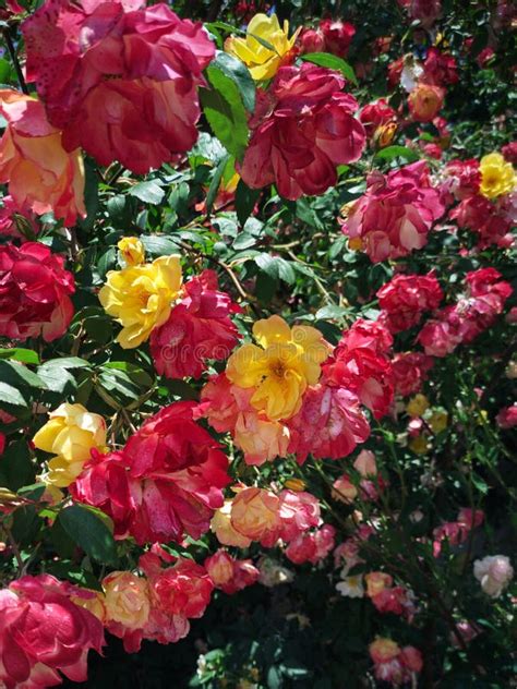 A Multi Colored Rose Bush Sunny Weather Stock Photo Image Of