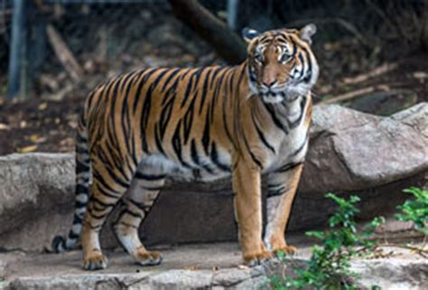 Hewan yang paling terkenal adalah harimau dan gajah sumatera yang spesiesnya hampir punah karena sering diburu untuk diambil kulitnya. Zoo Negara dan MyCAT anjur program Harimau Malaya ...