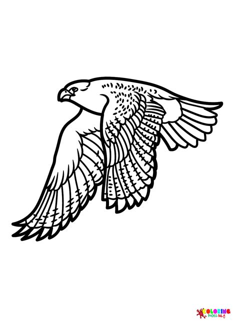 Falcon Pictures Coloring Page Free Printable Coloring Pages