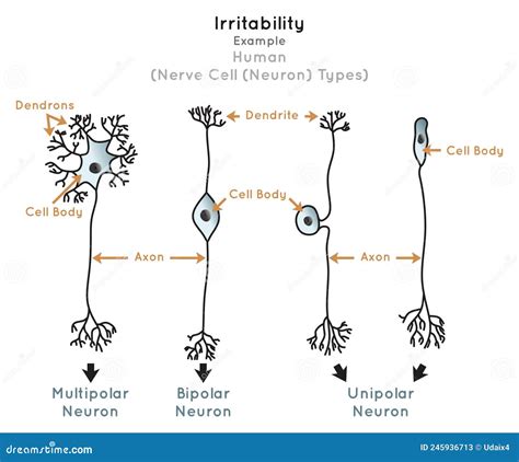 Irritability In Human Infographic Diagram Nerve Cell Types Stock Vector