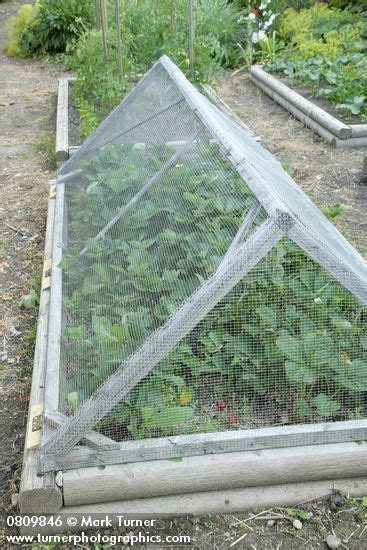 Raised beds were initially created to deal with problems like poor or rocky soil, no soil, poor drainage, erosion issues and soil compaction. nächstes Projekt: Wire mesh cover over strawberries in ...