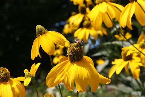 Preparing for winter in northern, central, and southern climates. Free photo: Bee flower - Bee, Collecting, Flower - Free ...