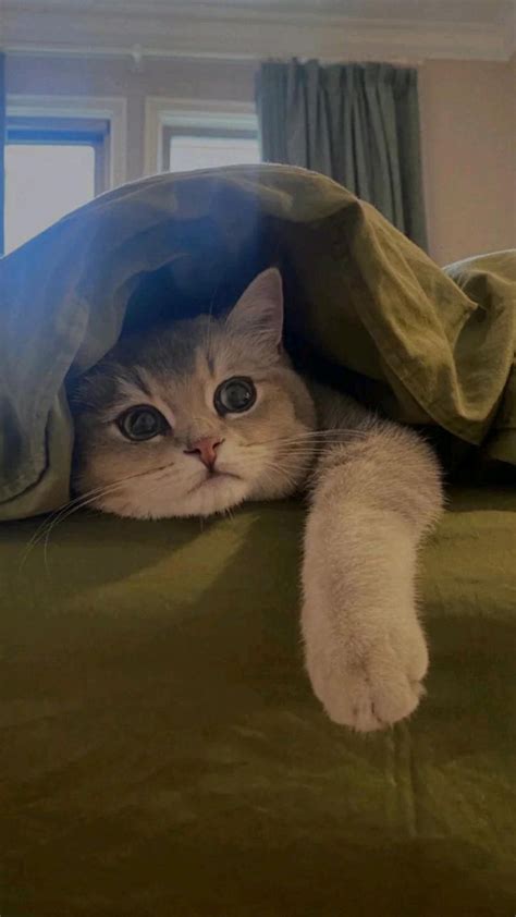Rainy Day Cat Memes Cat Bed Cat Breeds