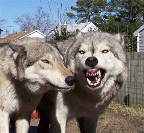 The Worlds 25 Most Dangerous Dog Breeds Buzzington Post Wolf